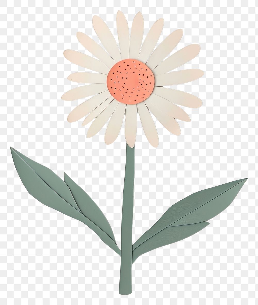 PNG Daisy flower petal plant.