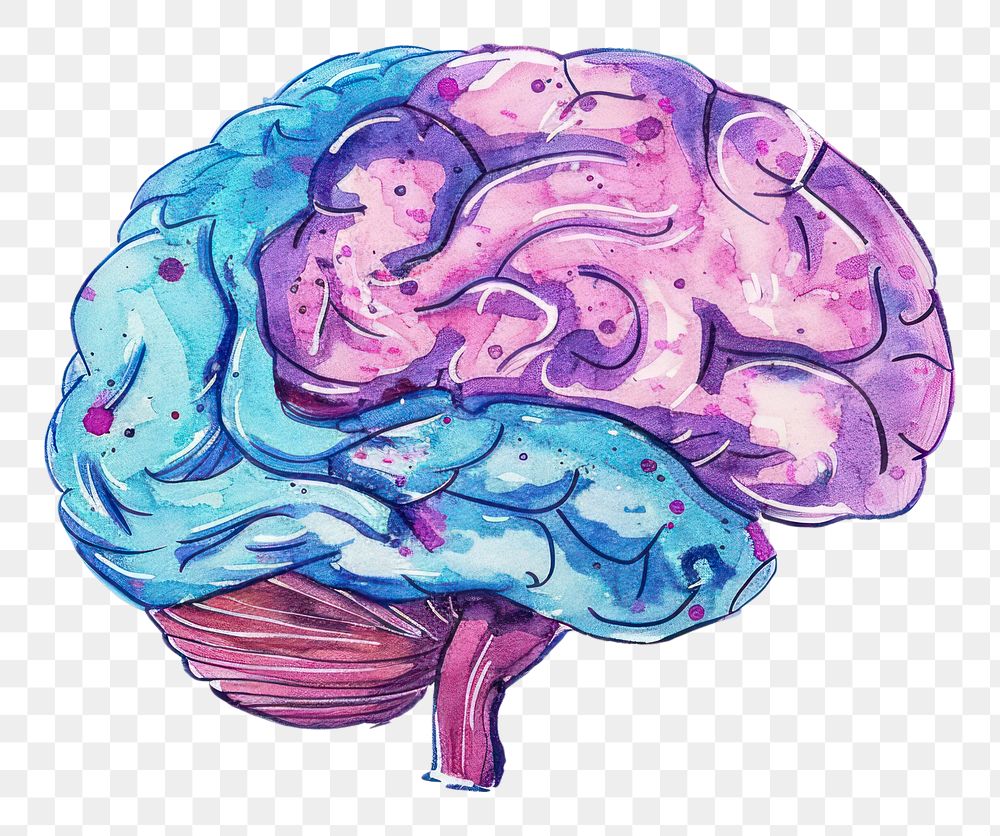 PNG Hand-drawn sketch brain drawing illustrated medical.