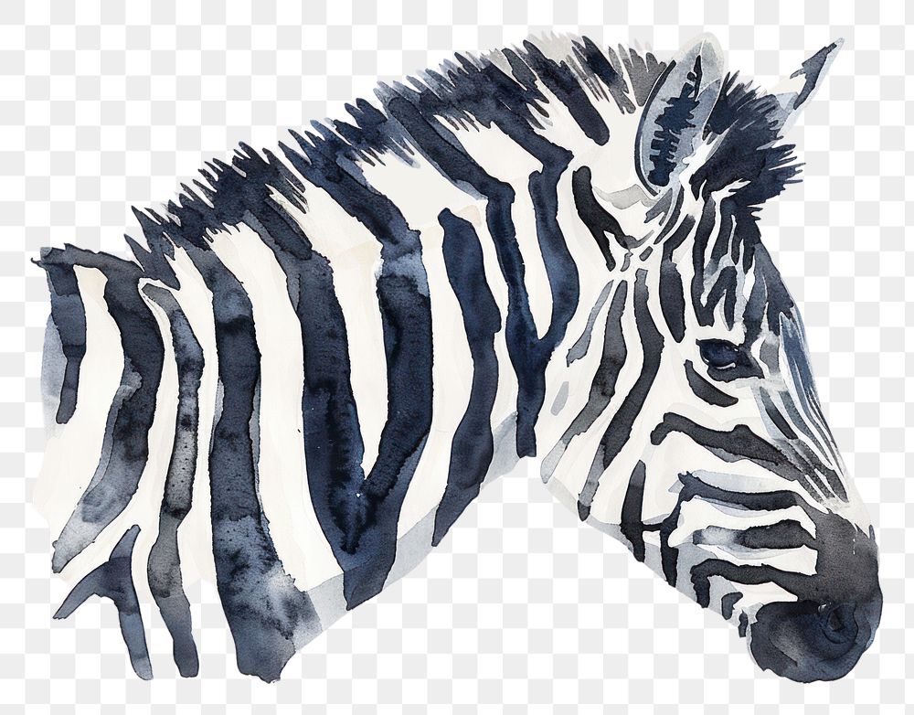 PNG Monochromatic zebra at savannah wildlife animal mammal.