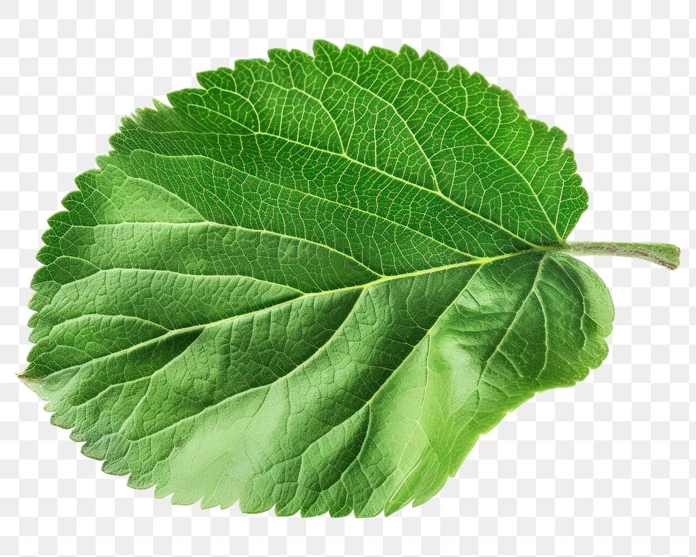 PNG Plant herbs leaf food.