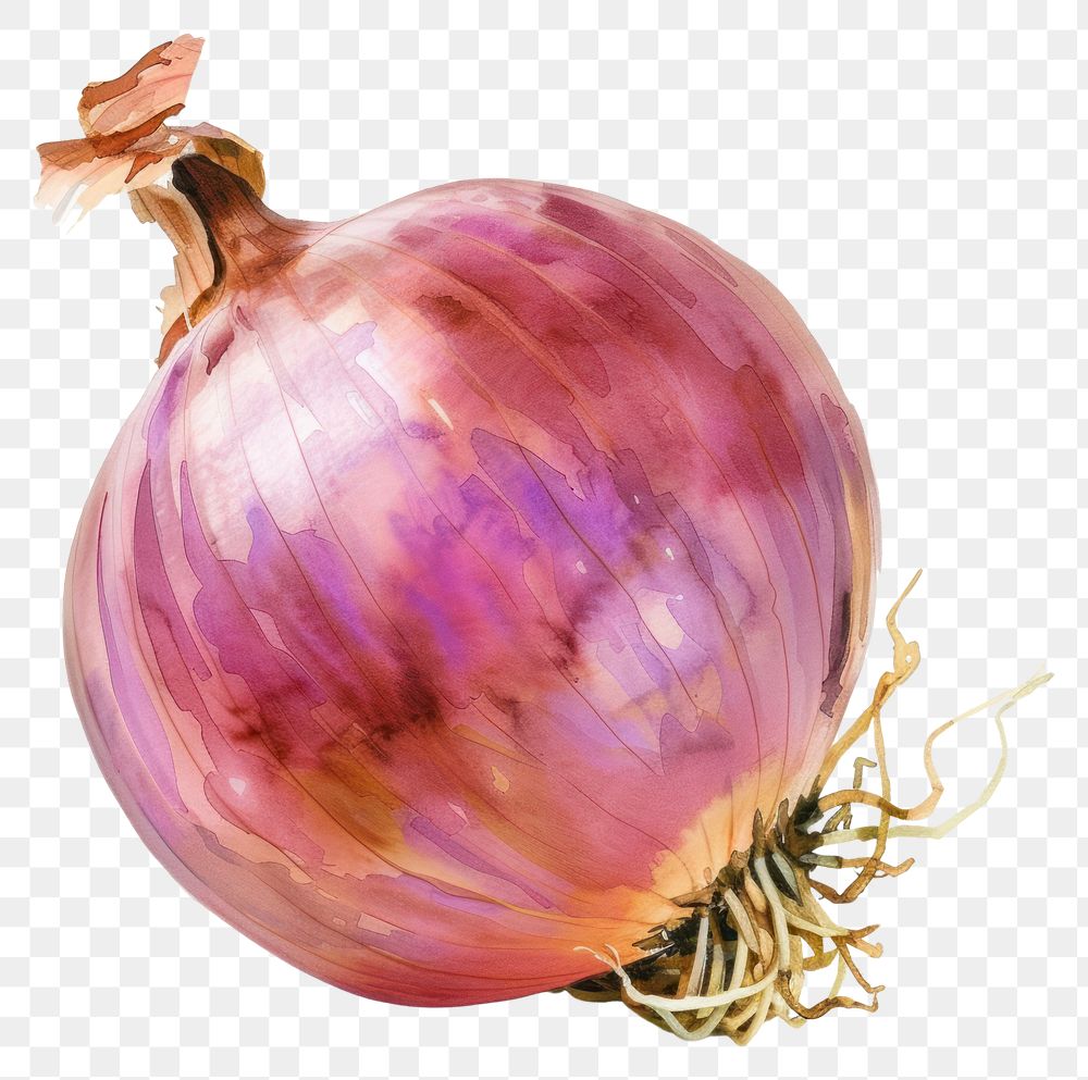 PNG Vegetable shallot onion plant.
