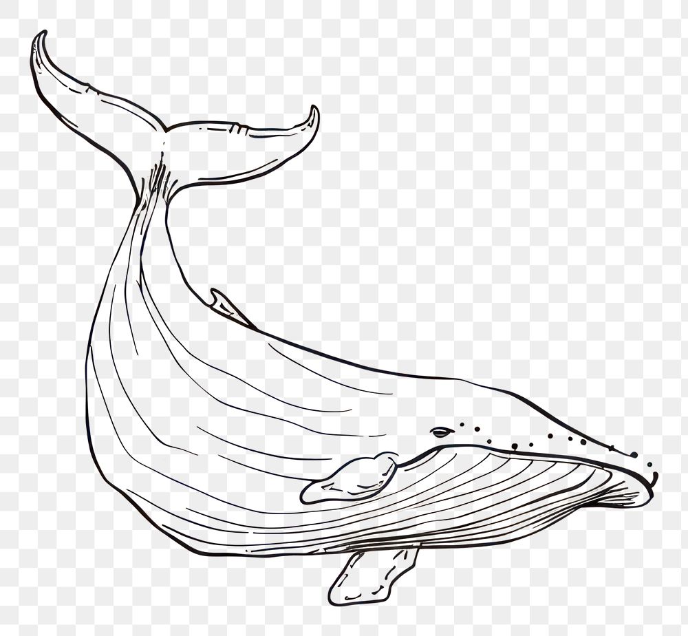 PNG Hand drawn of whale drawing sketch cartoon