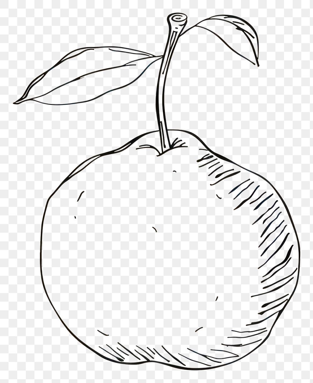 PNG Hand drawn of fruit drawing sketch cartoon.