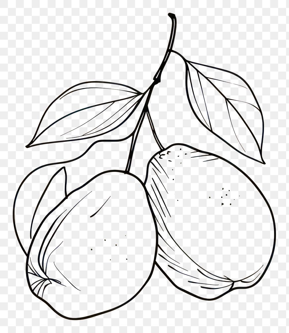 PNG Hand drawn of fruit drawing sketch cartoon.
