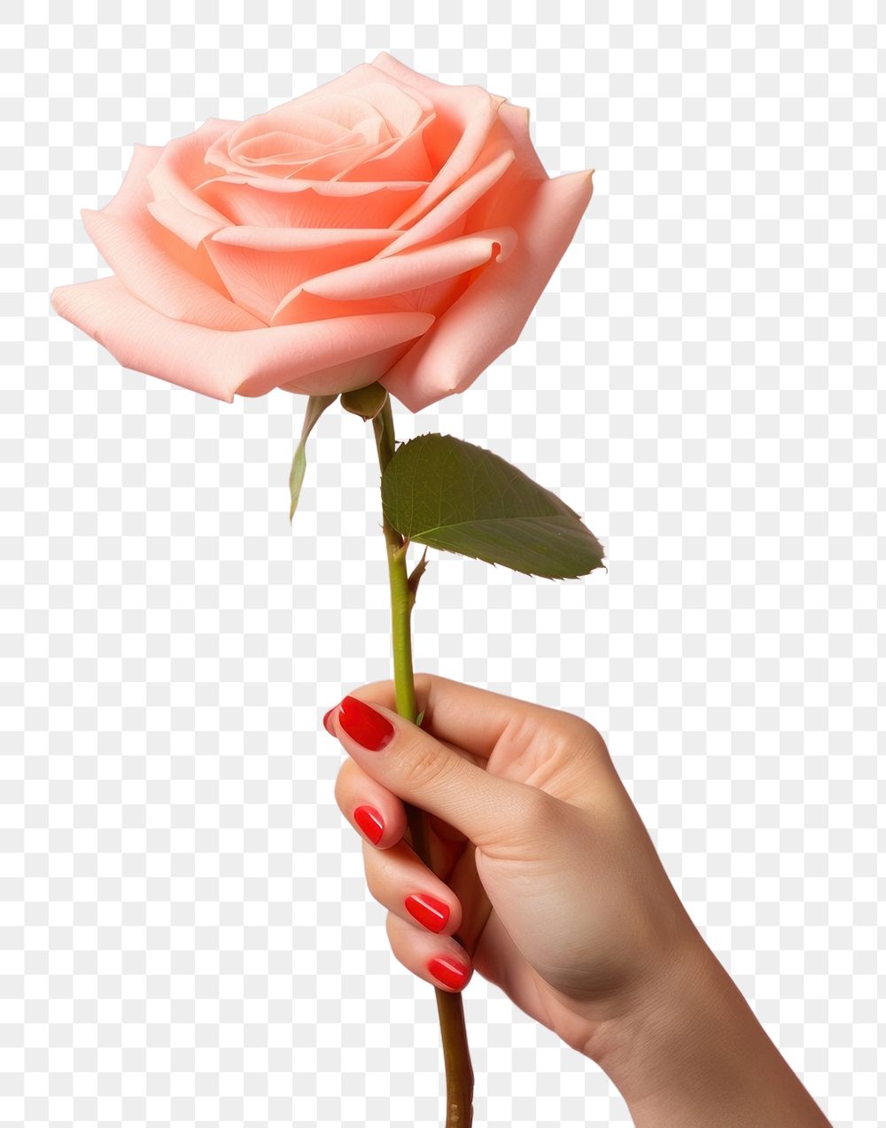 PNG Hand holding rose flower petal plant.