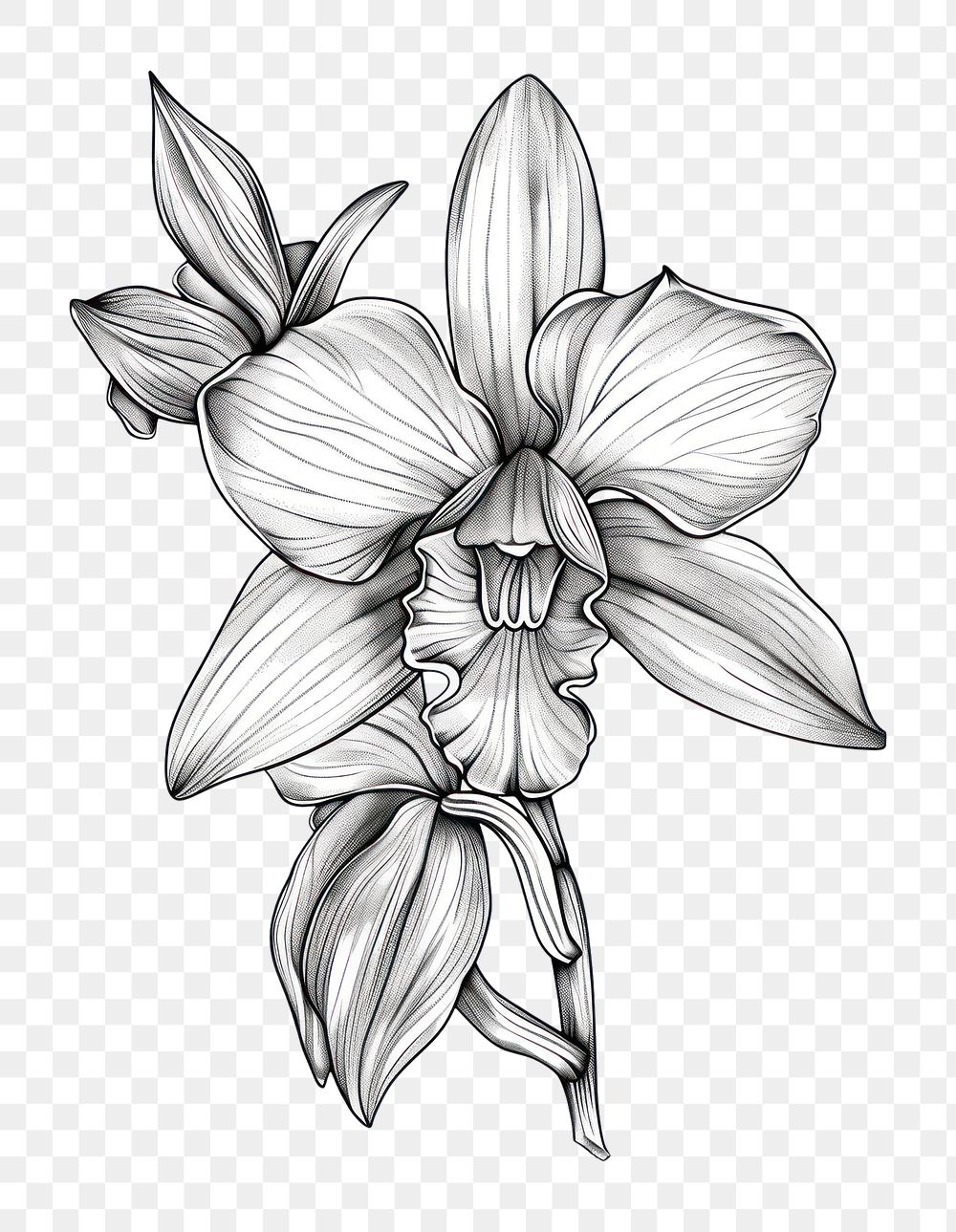 PNG  Orchid flower illustrated drawing blossom.