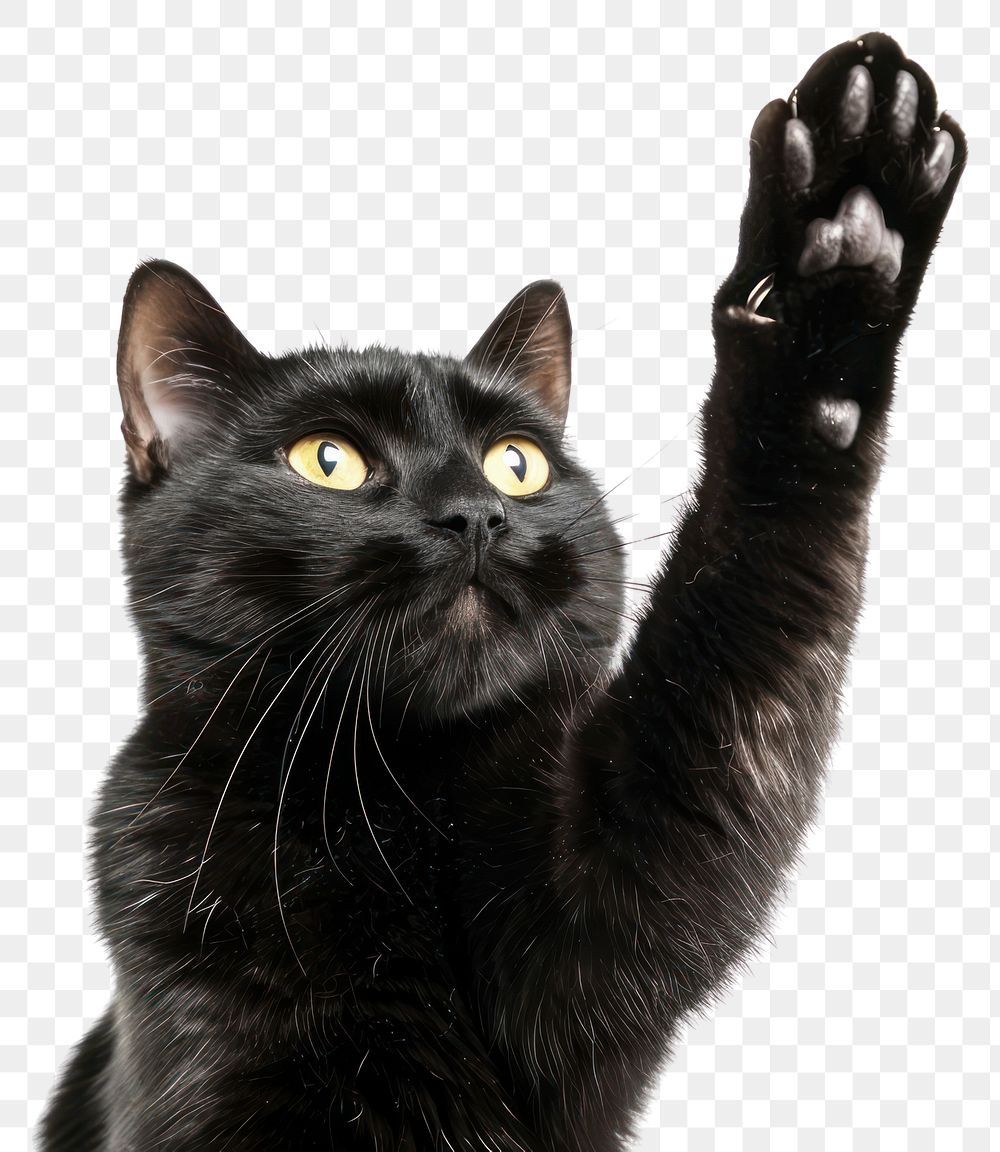 PNG Black cat paw up mammal animal pet.