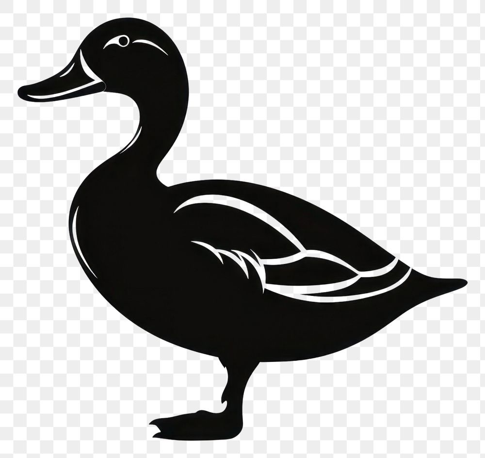 PNG Duck anseriformes waterfowl animal.