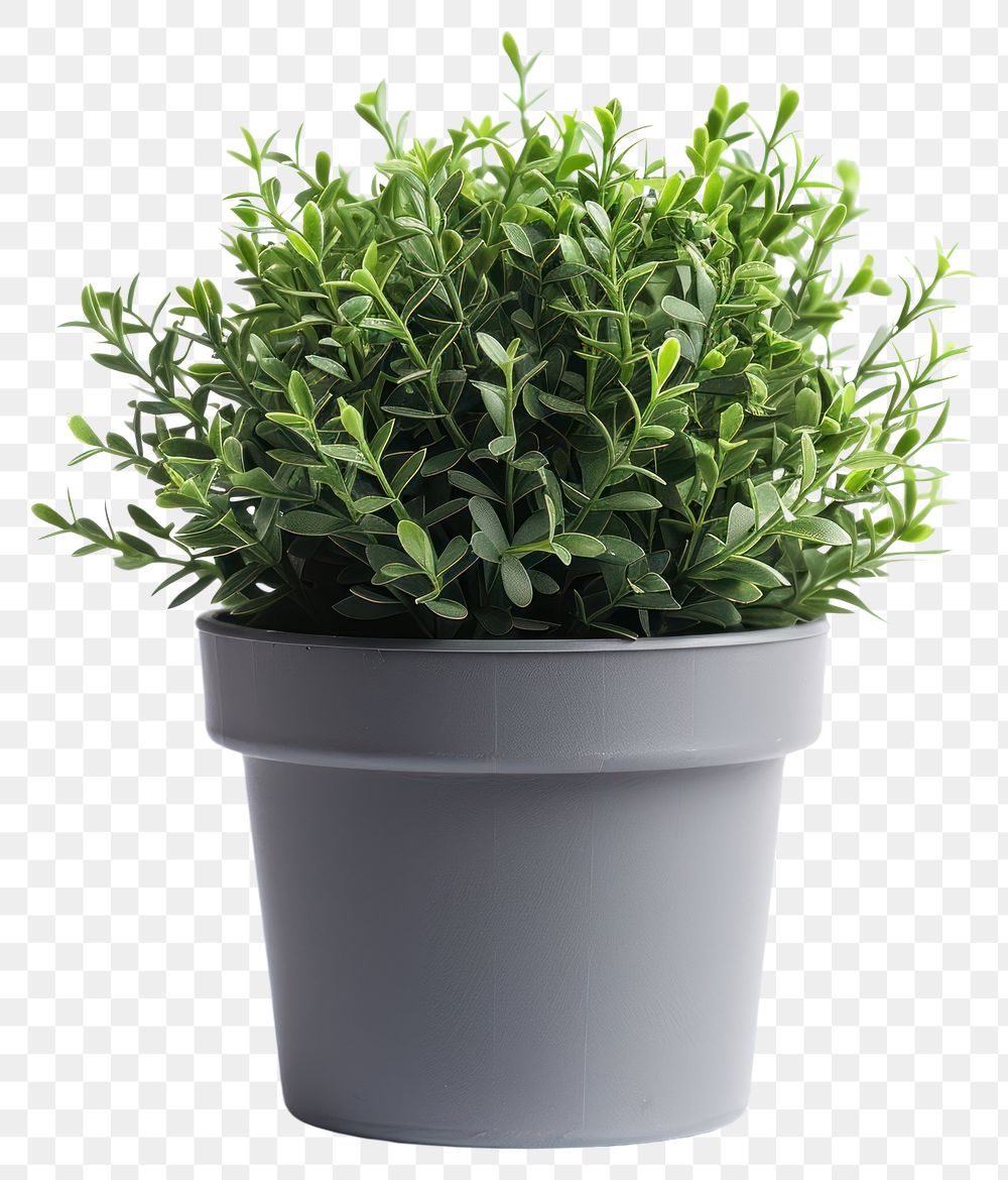 PNG Potted plant herbs leaf white background.