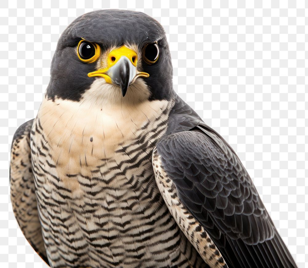 PNG  Peregrine falcon accipiter buzzard animal.