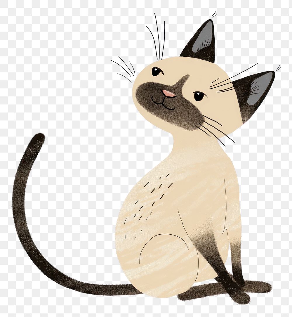 PNG  Siamese cat animal mammal.