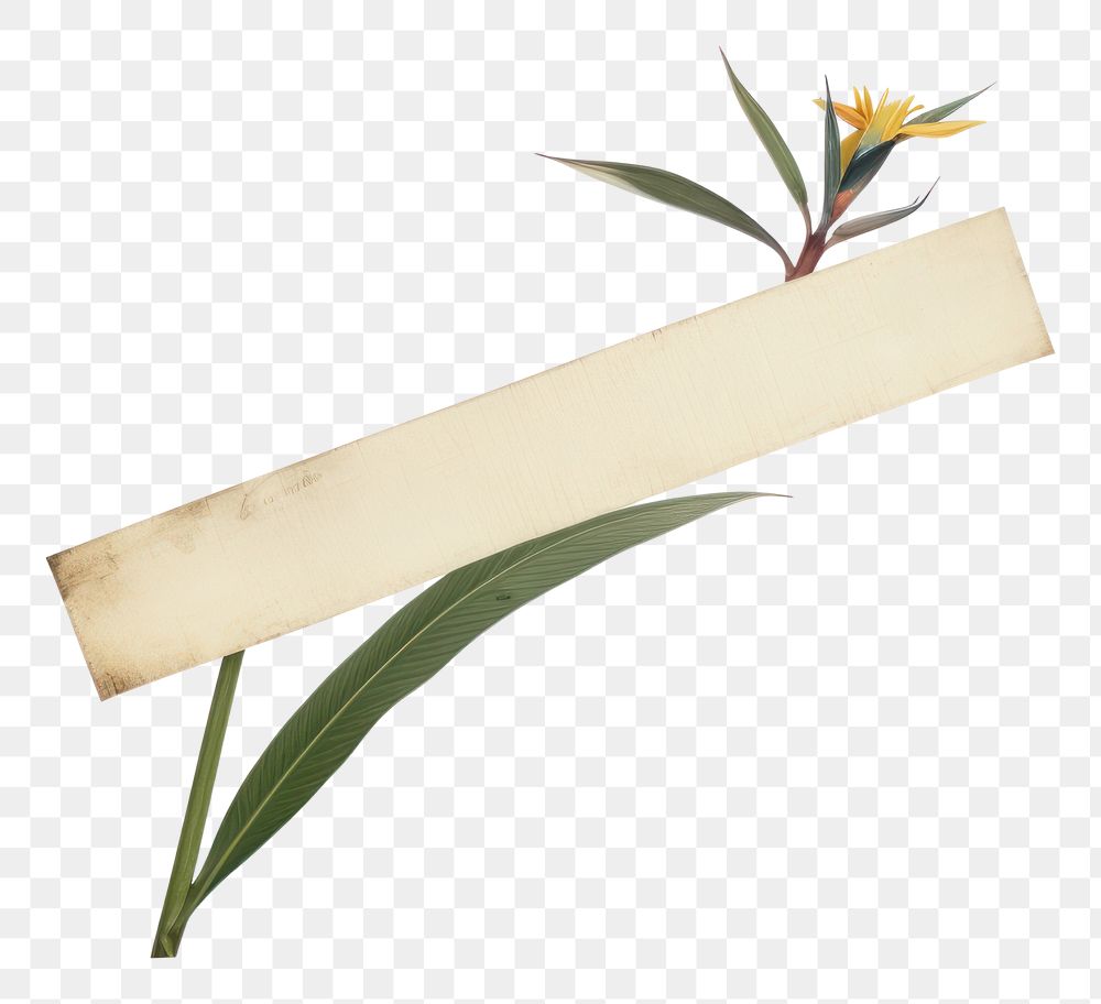 PNG Adhesive tape plant flower leaf.
