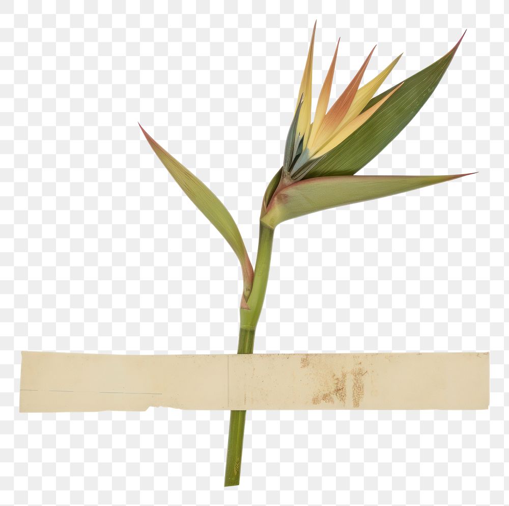 PNG Adhesive tape plant flower leaf.