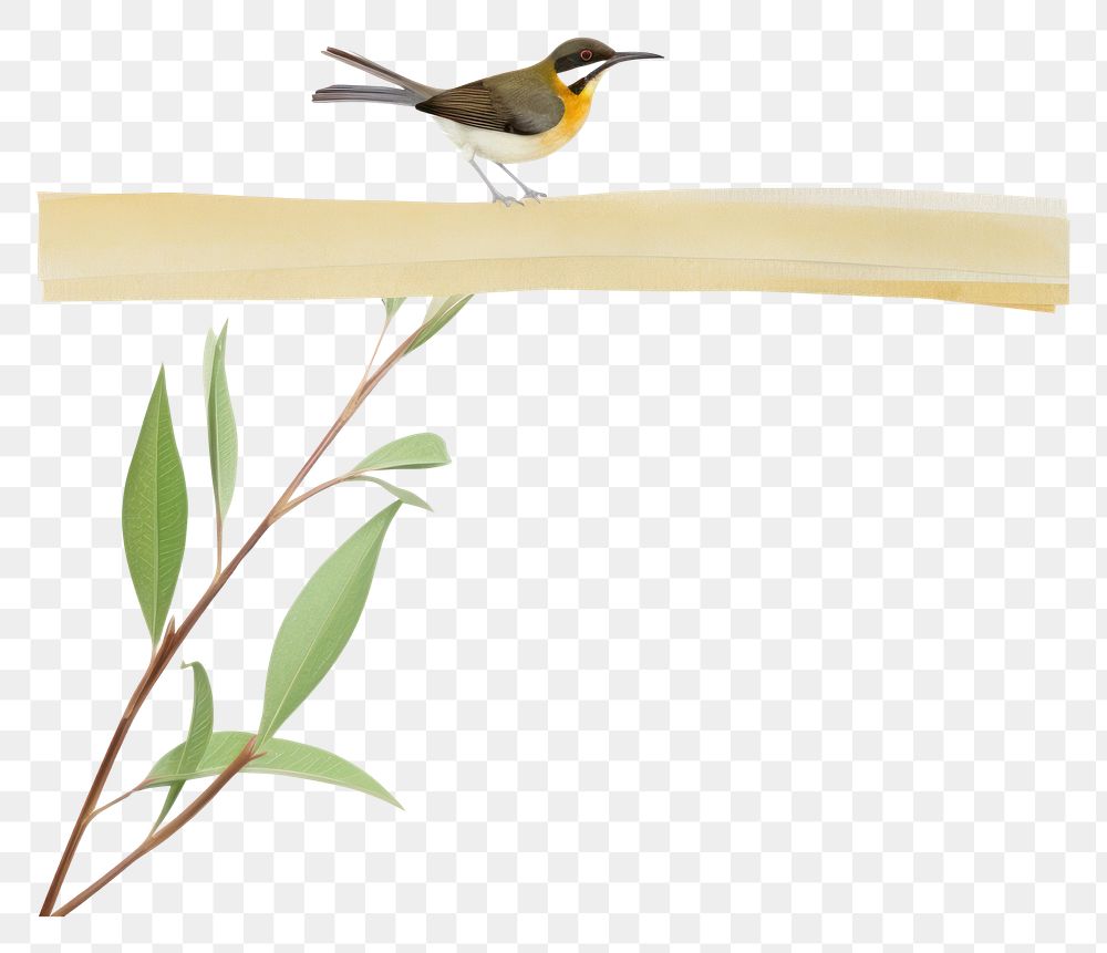 PNG Adhesive tape bird animal plant.