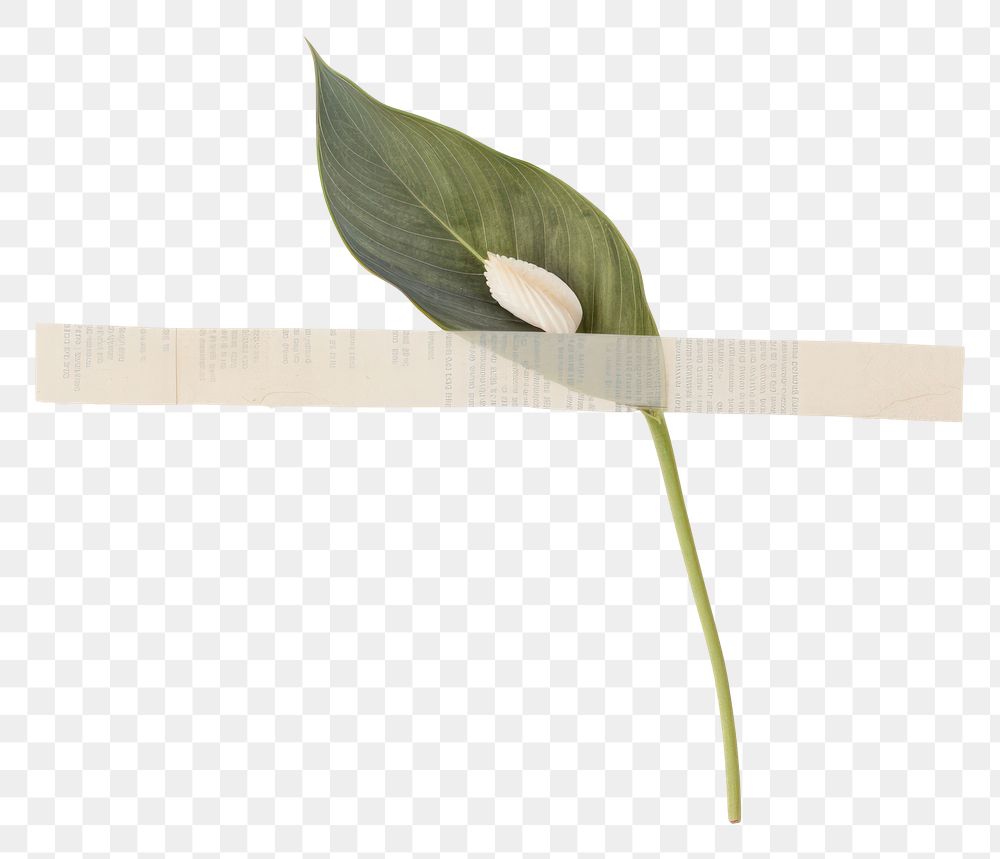 PNG Peace lily ephemera flower plant leaf.