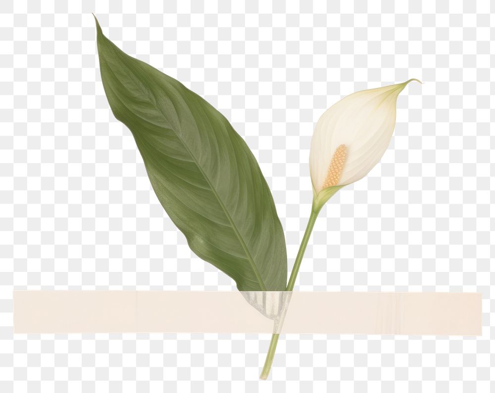 PNG Peace lily ephemera flower plant leaf.