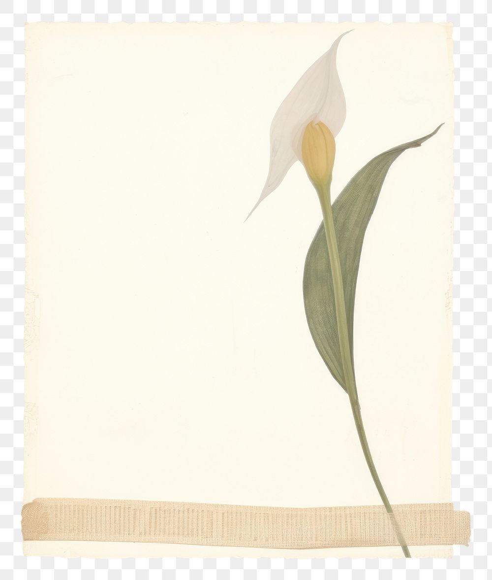 PNG Peace lily ephemera flower plant white.