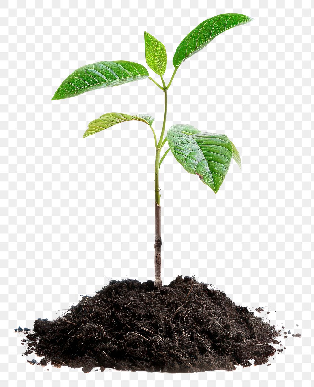 PNG Tree seedling sprout plant soil