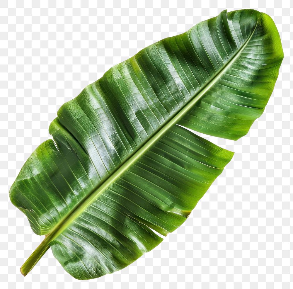PNG Banana leaf plant smoke pipe.