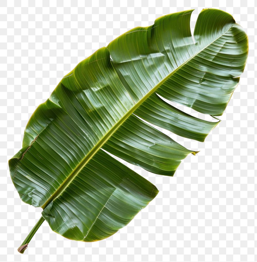 PNG Banana leaf plant.