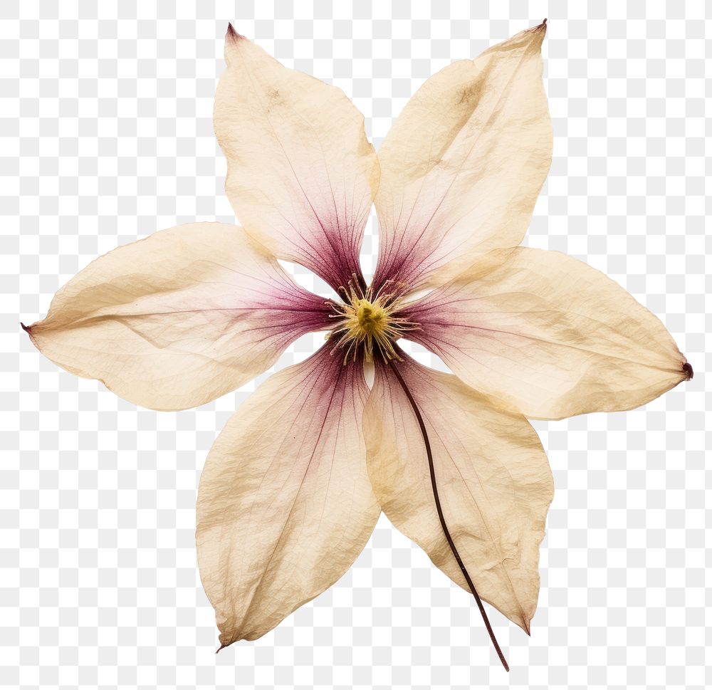 PNG Clematis flower accessories accessory blossom
