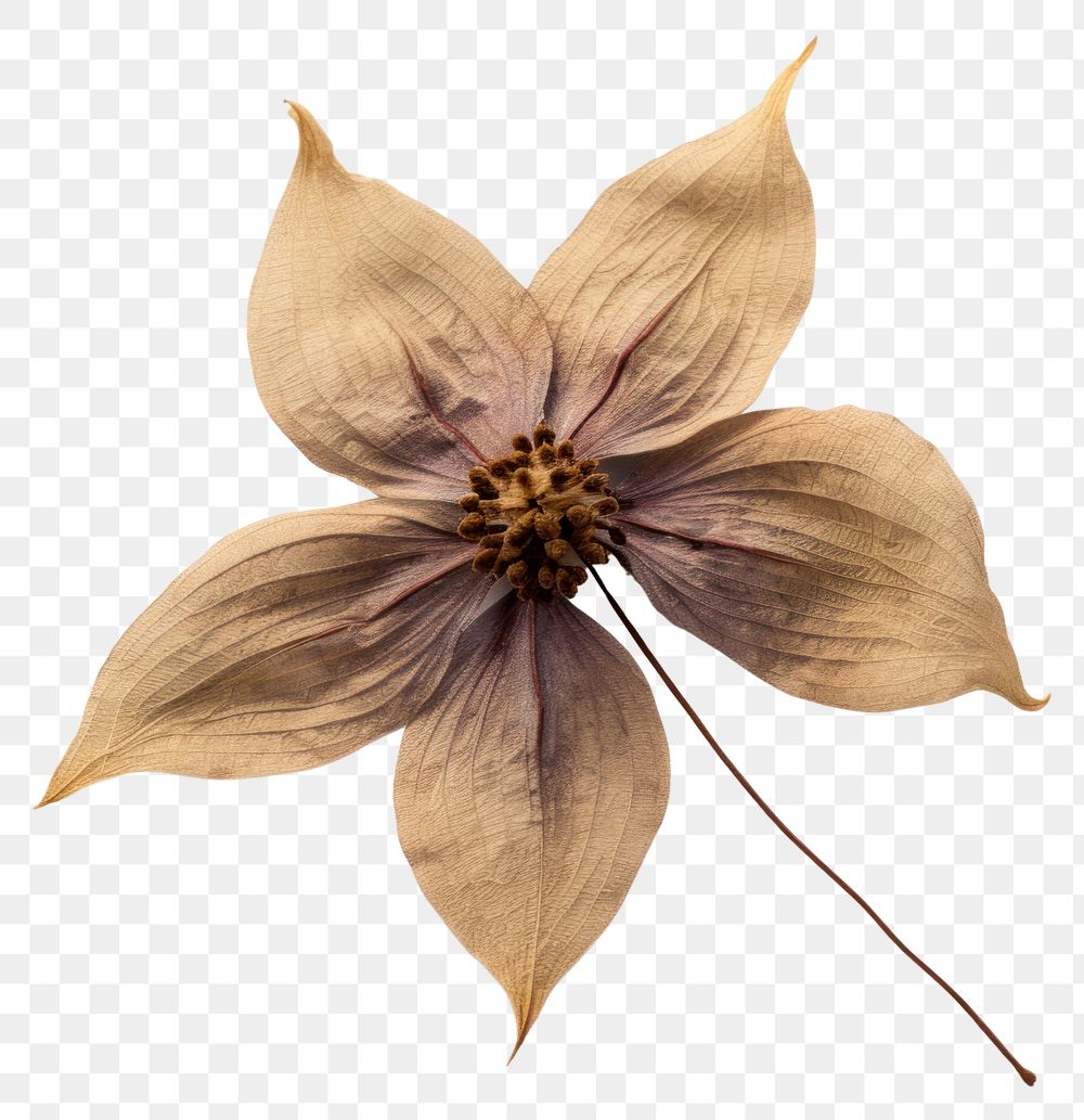 PNG Dried clematis flower accessories accessory blossom