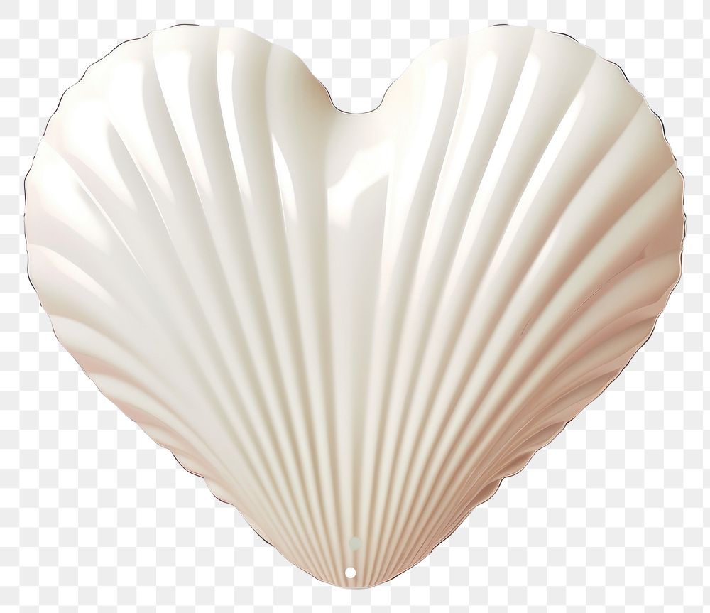 PNG Heart shell white background invertebrate.
