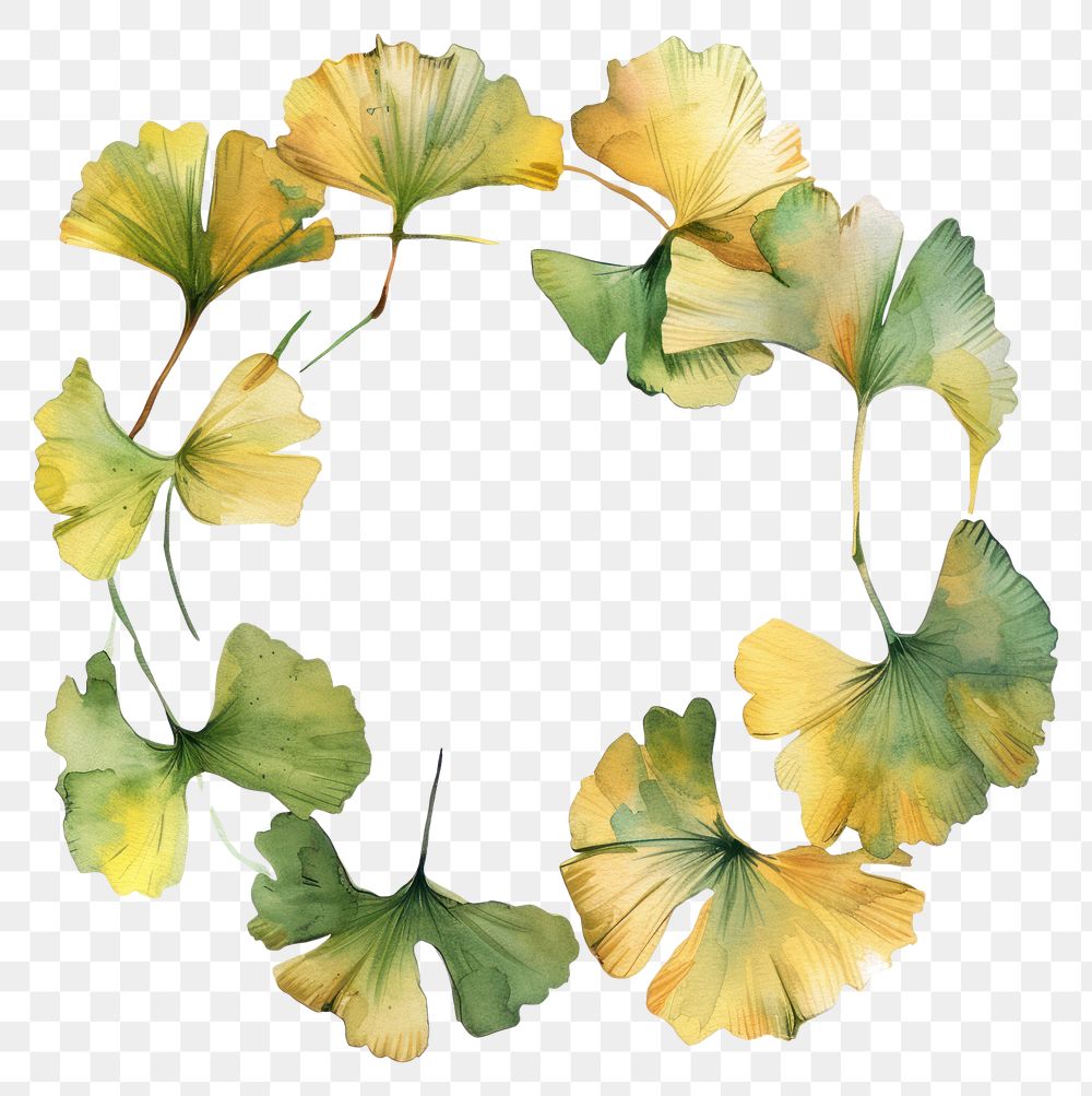 PNG Ginkgo border watercolor plant leaf white background.