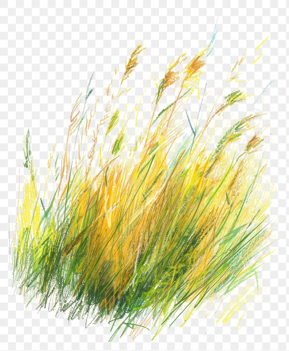 PNG Meadow grass plant tranquility.