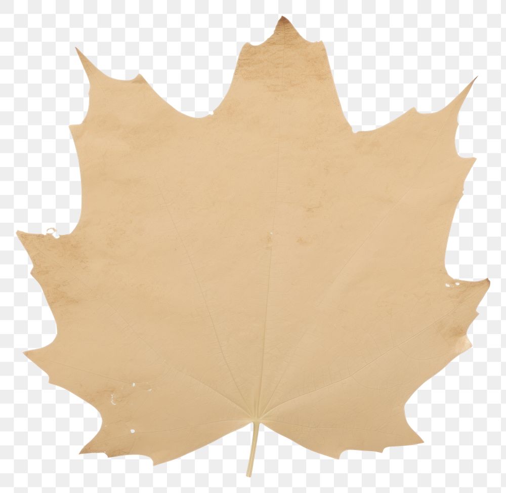 PNG Maple plant paper leaf.