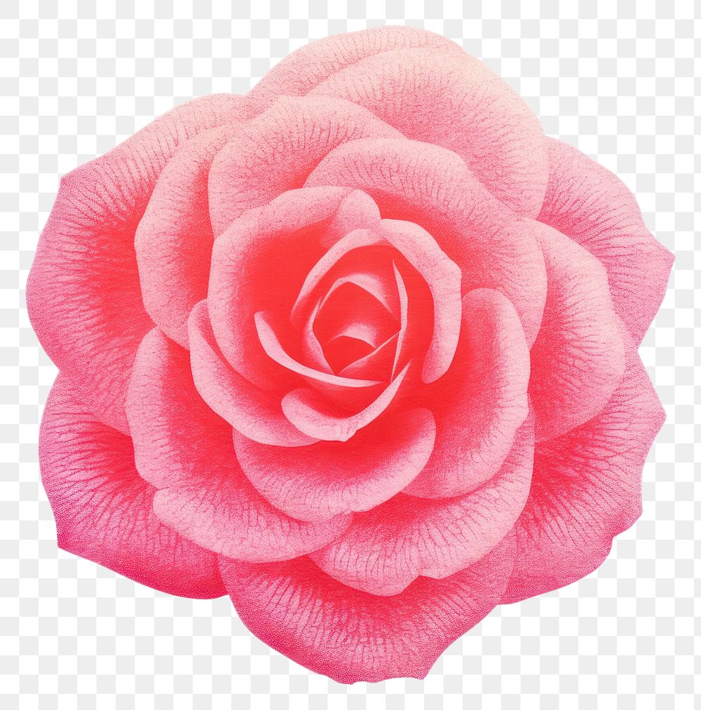 PNG Rose Risograph style flower petal plant.