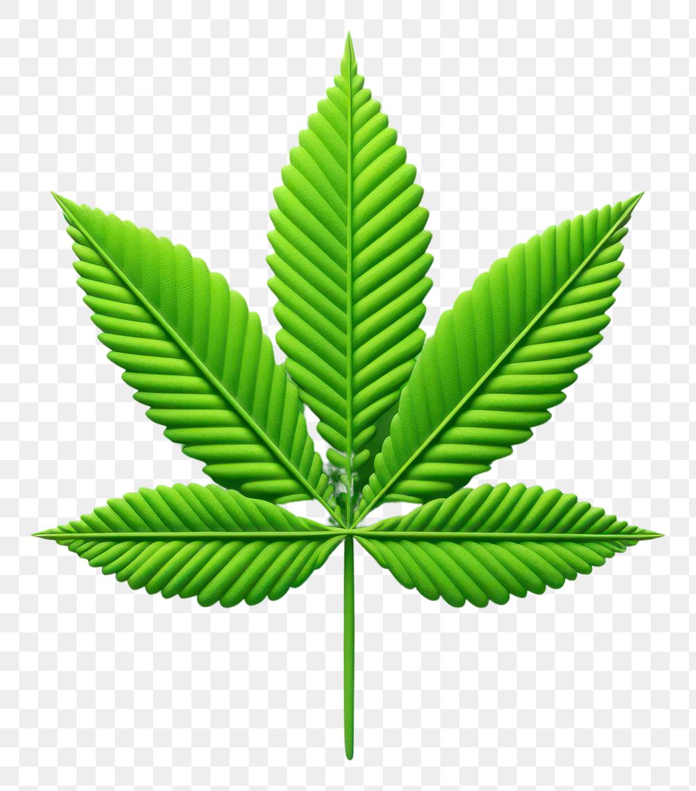 PNG Cannabis plant green leaf.