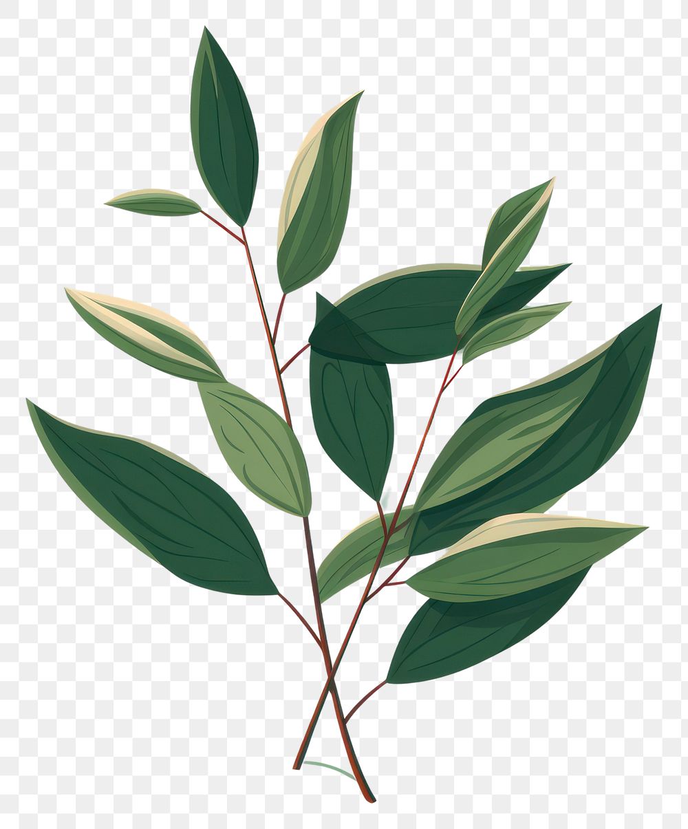PNG Tea leaves annonaceae blossom herbal