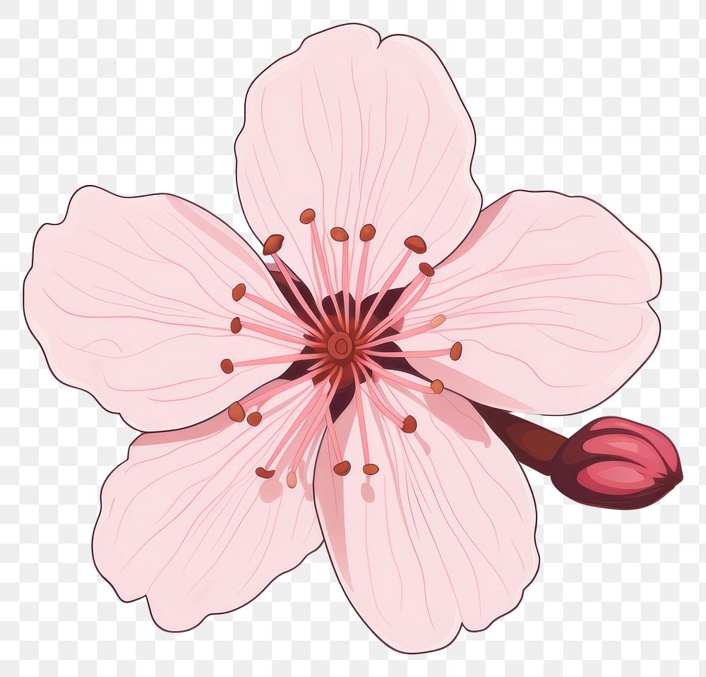 PNG Sakura blossom flower person