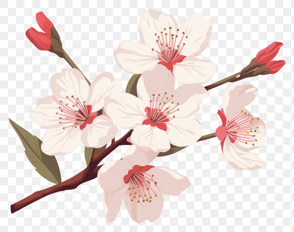 PNG Sakura blossom flower plant