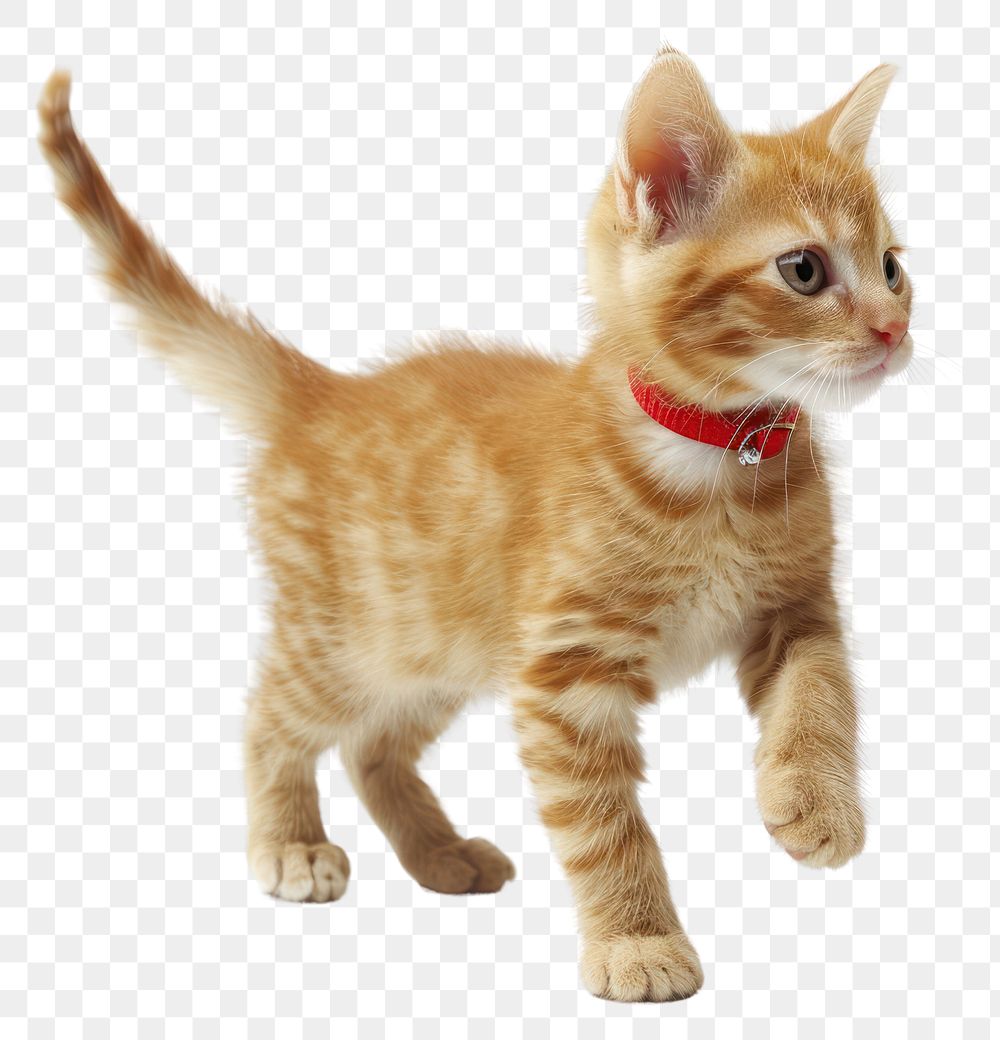 PNG Orange tabbie kitten mammal animal collar.
