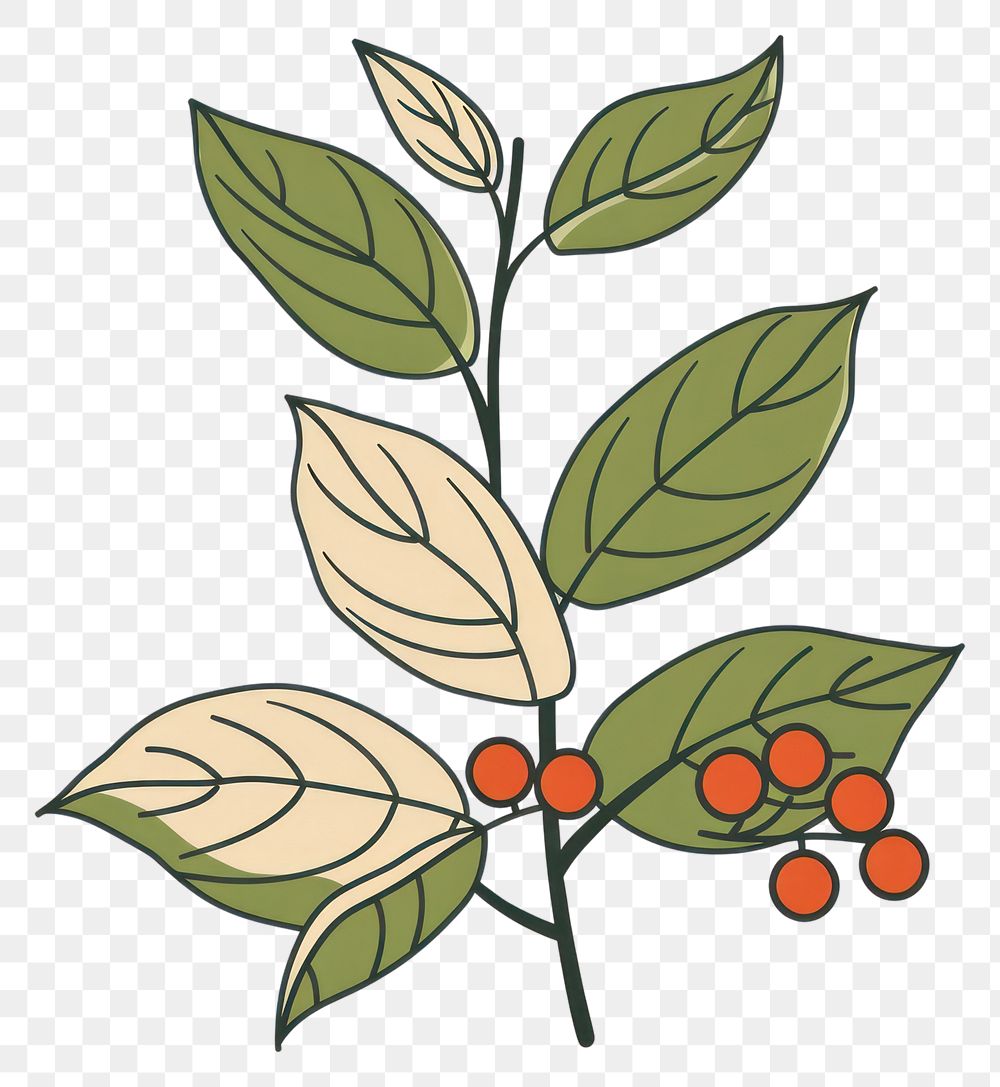 PNG Coffee plant flat illustration art annonaceae produce.