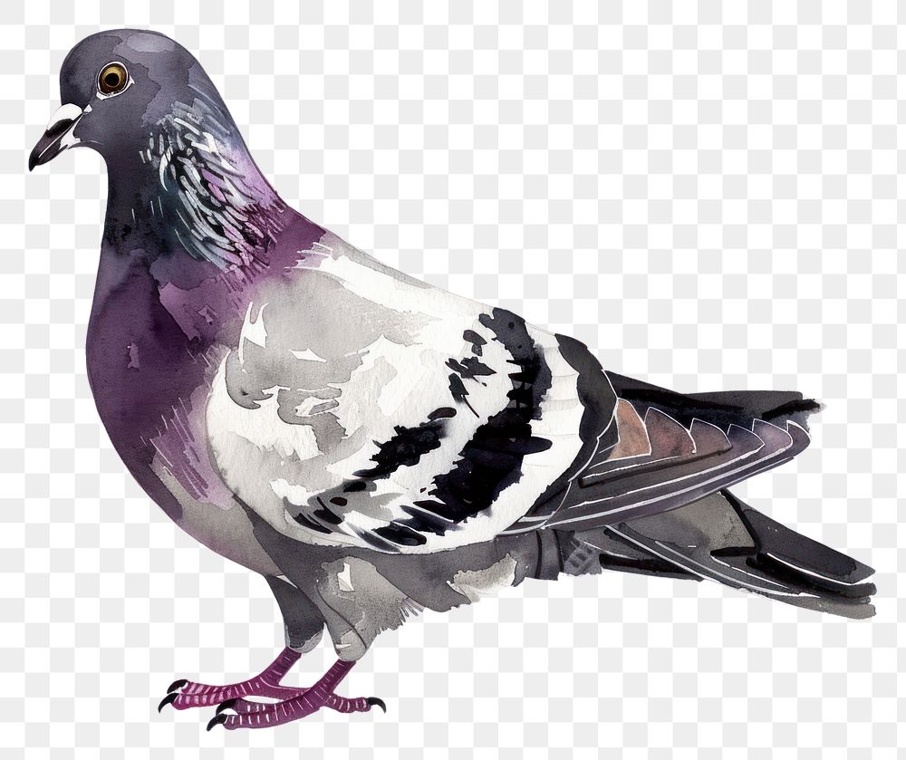 PNG Monochromatic pigeon animal bird wildlife.