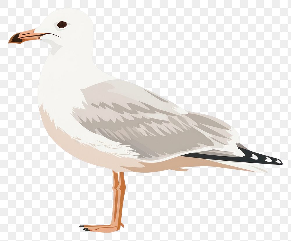 PNG Seagull flat illustration waterfowl animal bird.