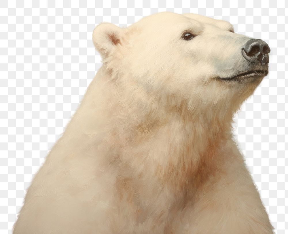 PNG Close up on pale pastel tones bear wildlife animal mammal.