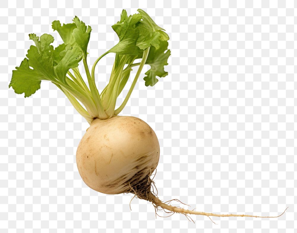PNG A turnip vegetable plant food.