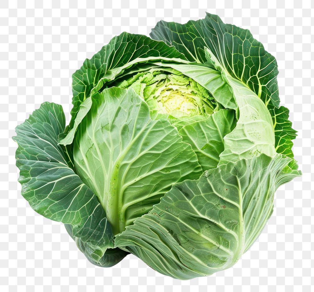 PNG Cabbage vegetable produce plant.