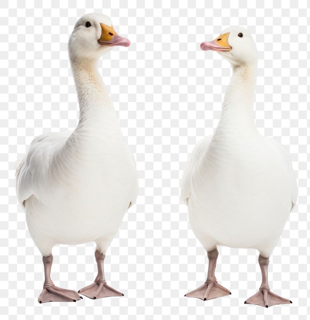 PNG White geese animal goose bird