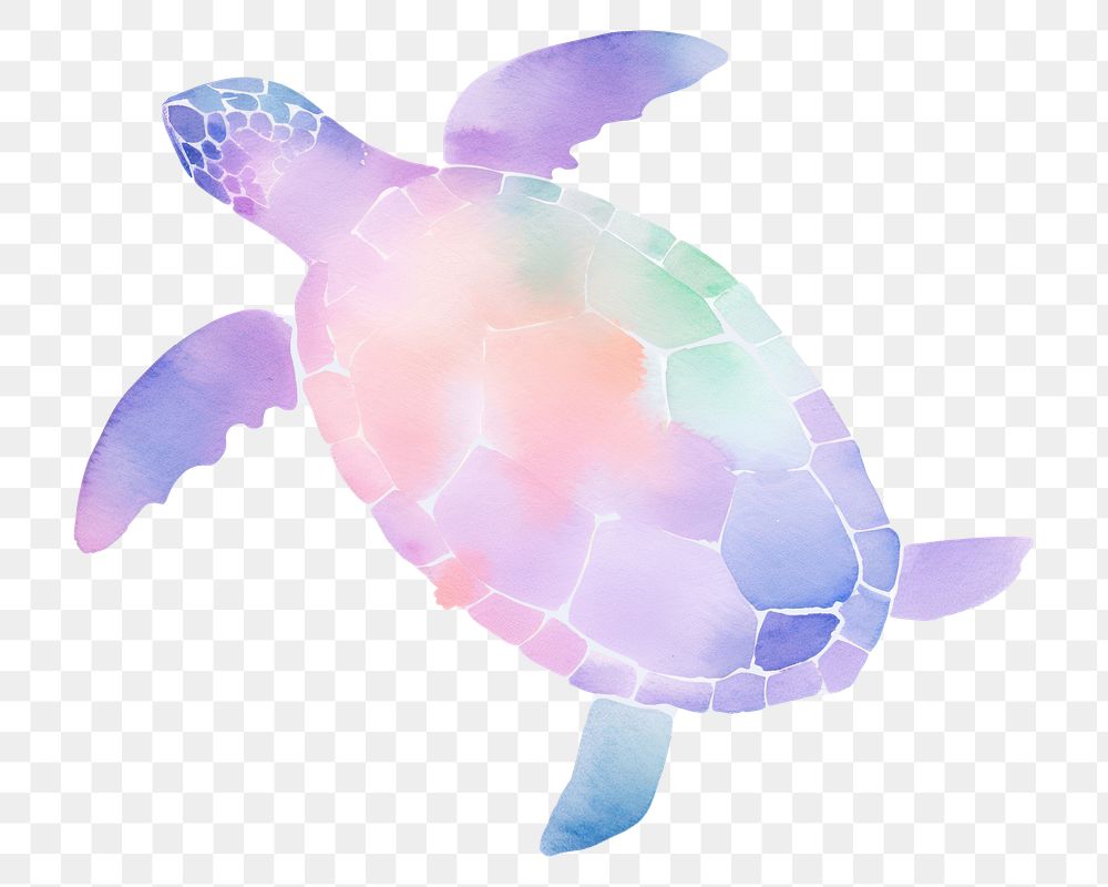 PNG Turtle reptile animal 