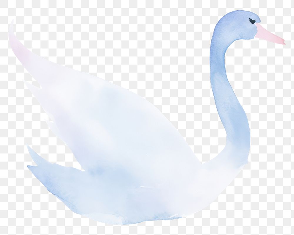 PNG  Swan animal white bird.