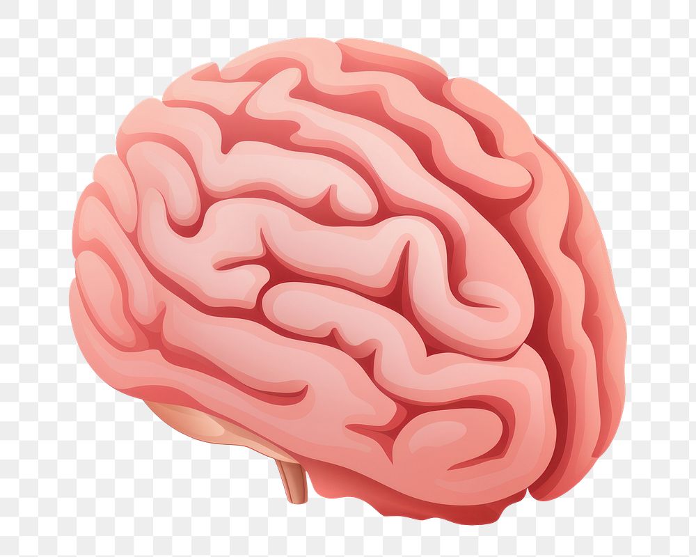 PNG Medical brain white background outdoors.