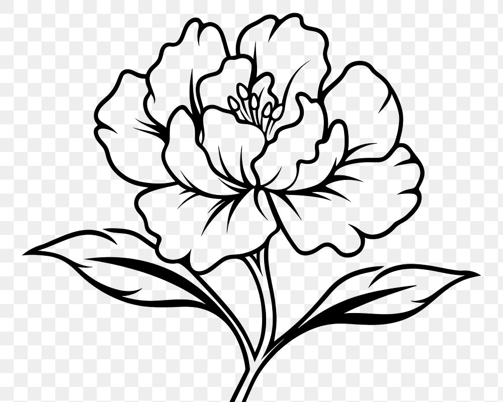 PNG Peony doodle drawing flower sketch.