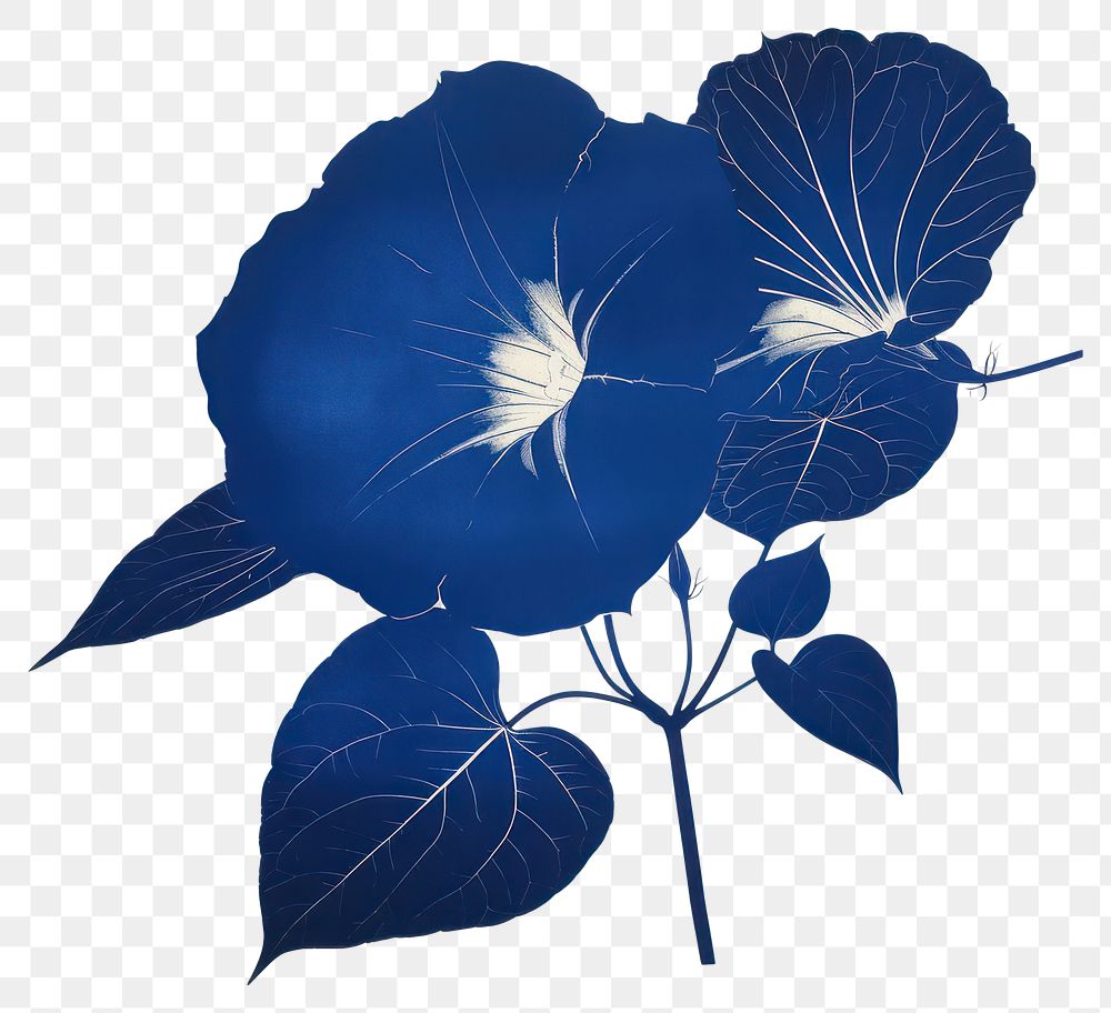 PNG Silkscreen of a Morning Glory nature flower plant.
