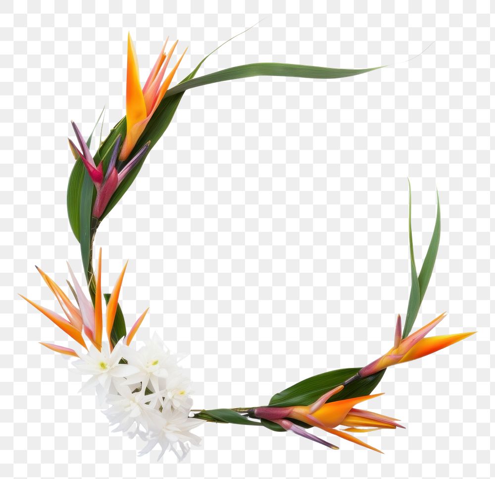 PNG Bird of paradise frame flower wreath plant.