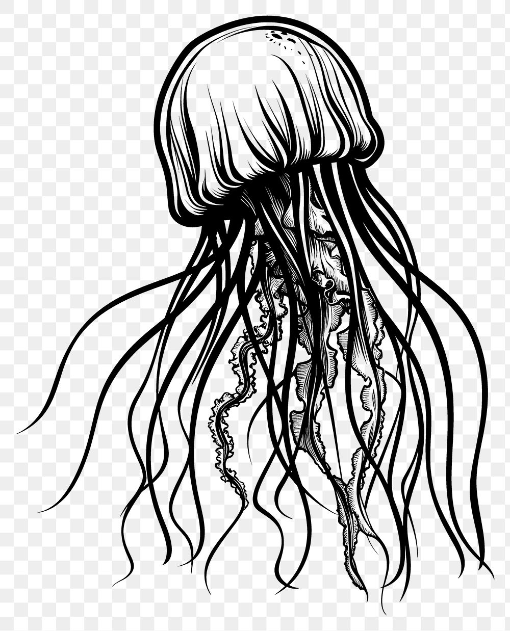 PNG Jellyfish invertebrate monochrome creativity.